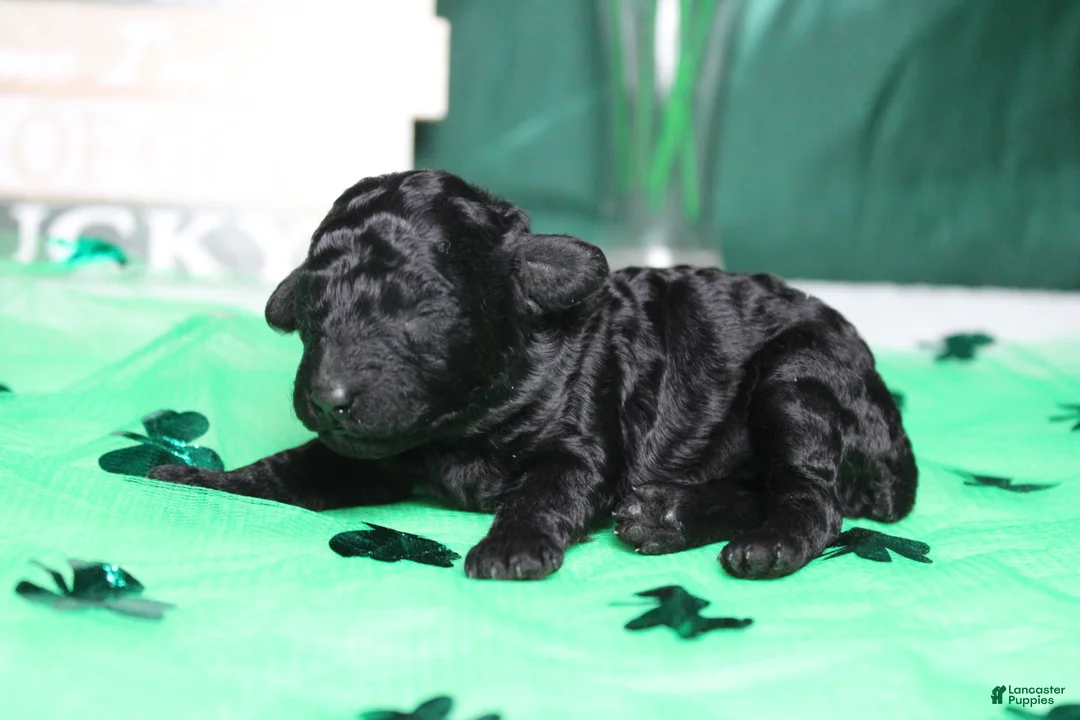 Toy Poodle dogs for sale: Ella  - Ad 3