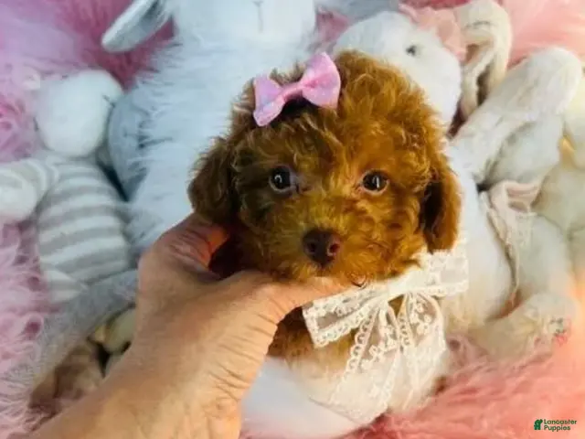 Toy Poodle dogs for sale: Toy Poodle 1 - Ad 1