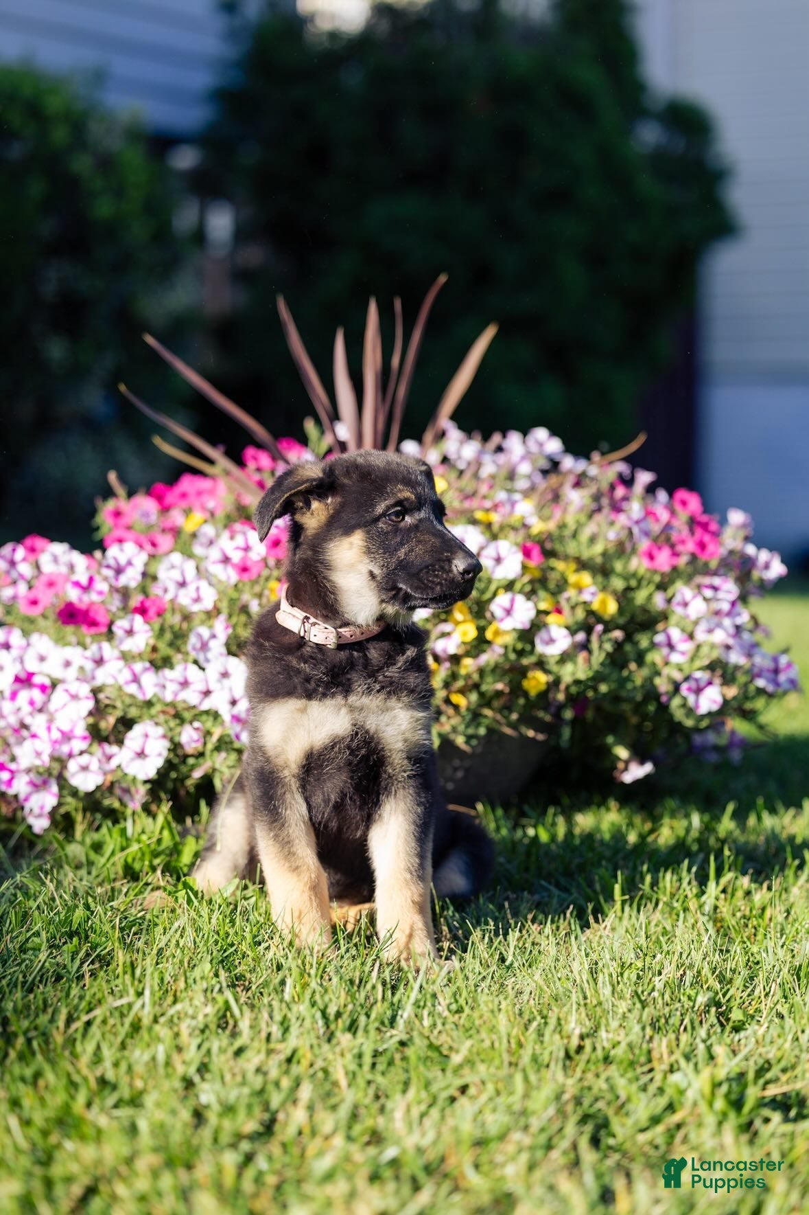 German Shepherd dogs Sable - Ad 2