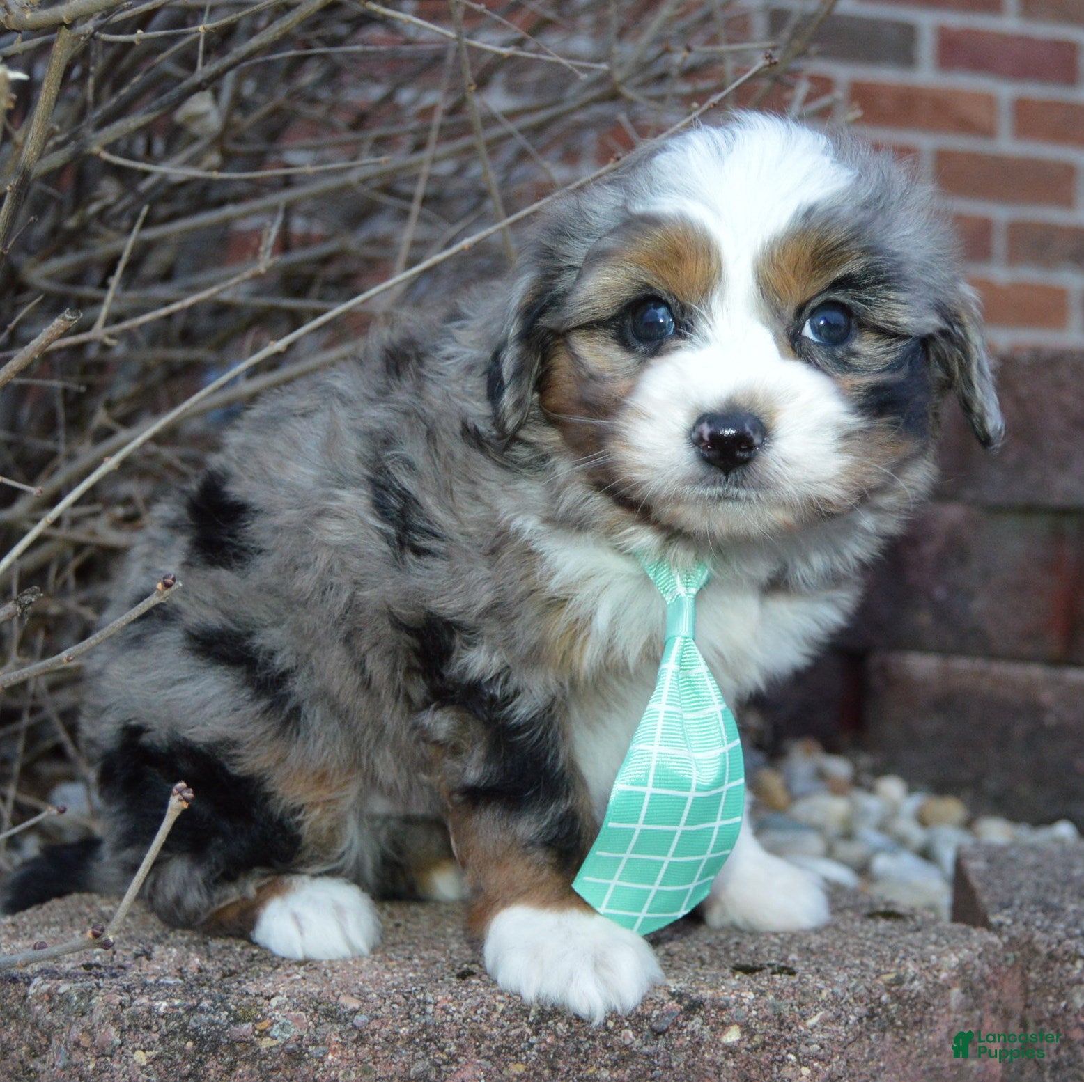 Mini Aussiedoodle dogs Mini Asher - Ad 9
