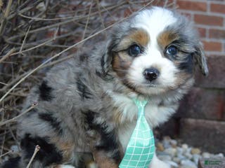 Mini Aussiedoodle dogs Mini Asher - Ad 37