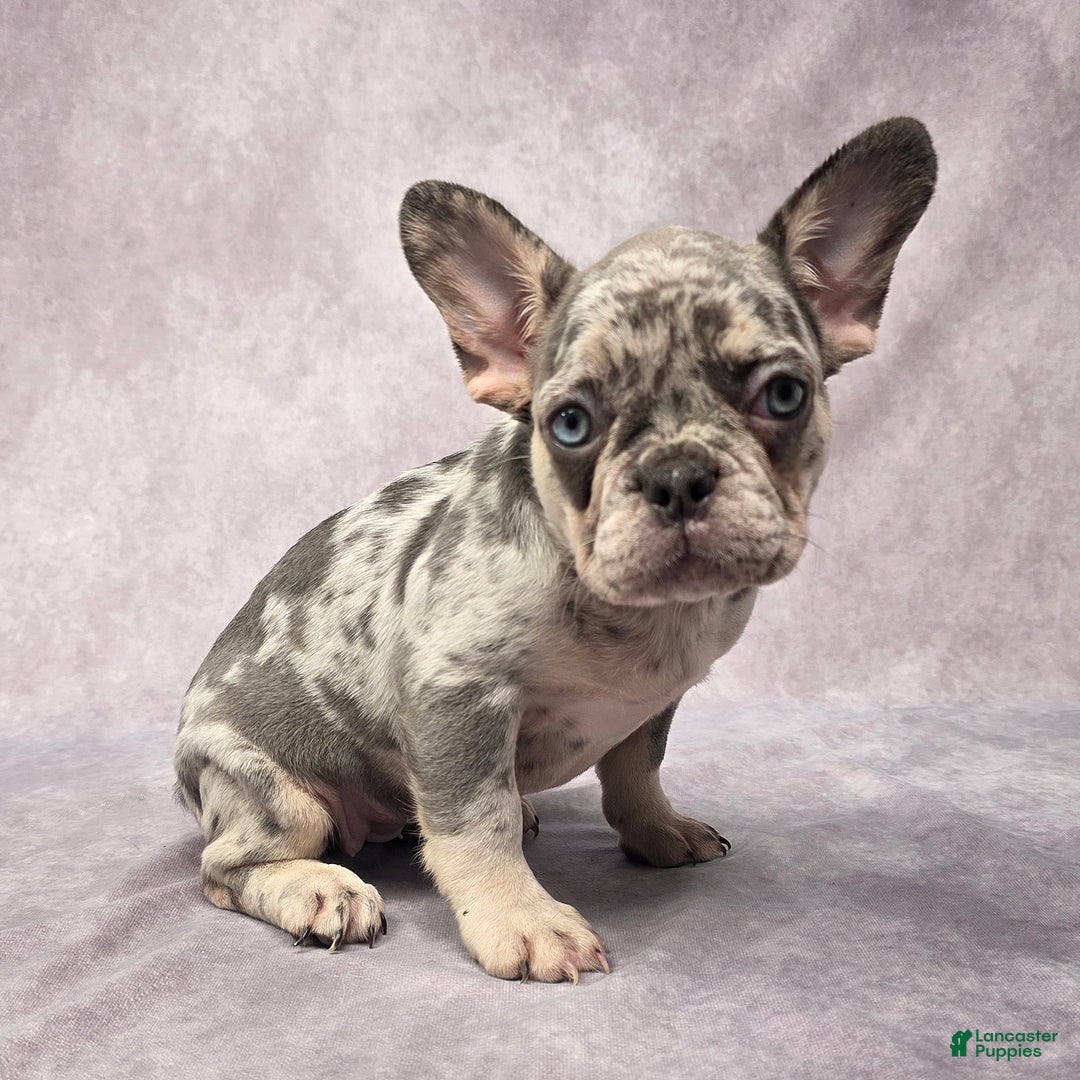 French Bulldog dogs for sale: Lily - Ad 8