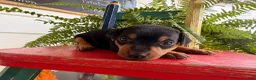 Miniature Pinscher dogs for sale: Marshmallow  - Ad 3