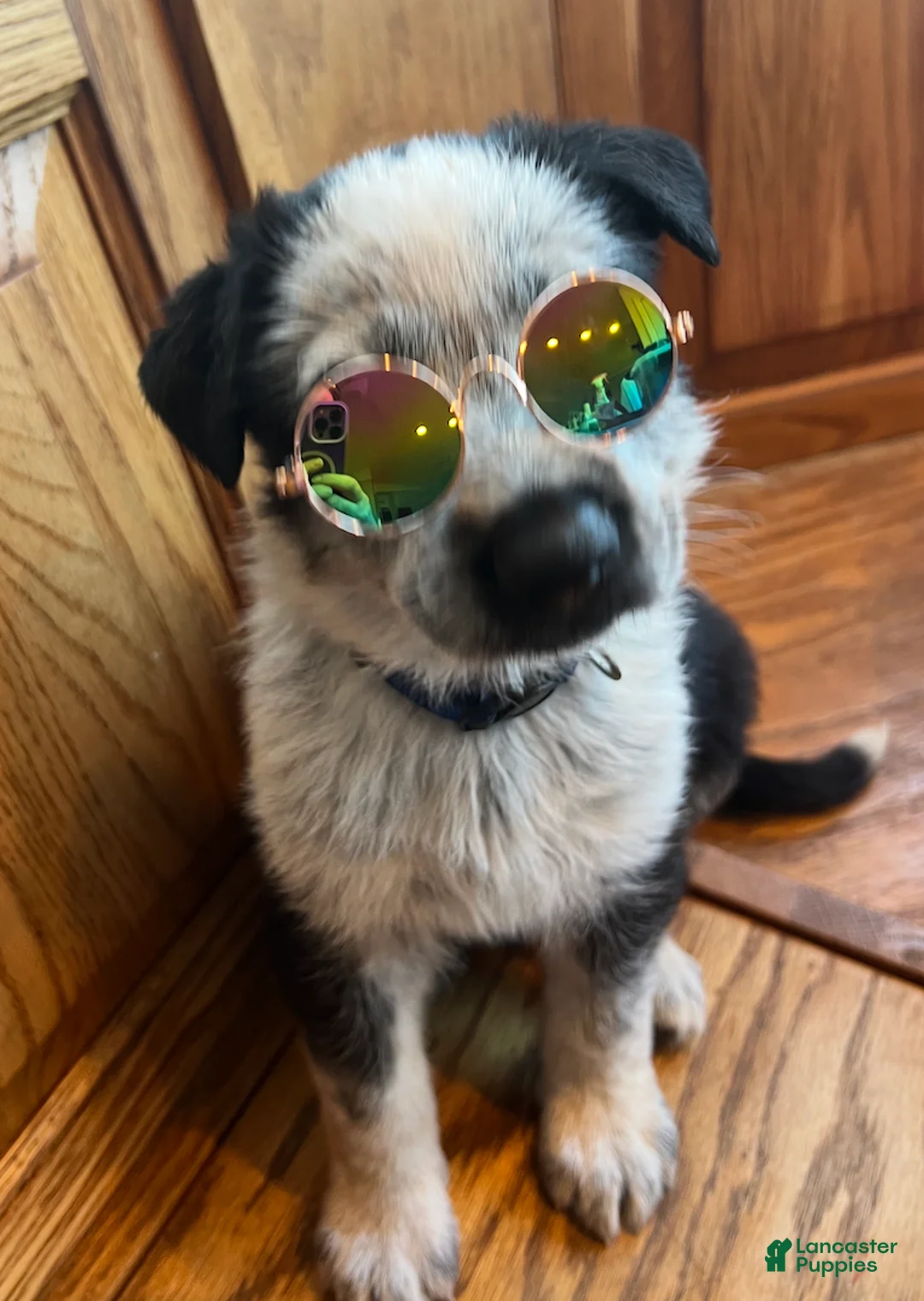 German Shepherd dogs for sale: Star - German Shepherd Puppy  - Ad 4