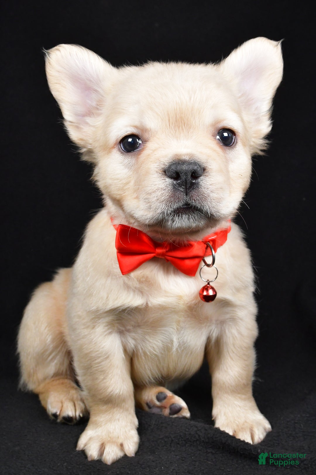 French Bulldog dogs for sale: Maverick  - Ad 9