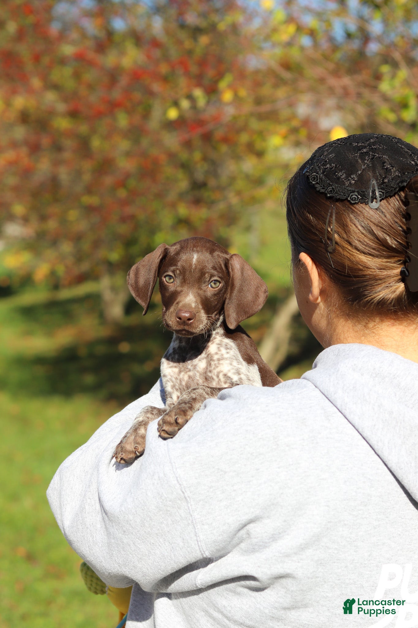 German Shorthaired Pointer dogs Annie - Ad 1