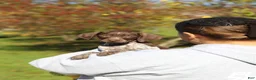 German Shorthaired Pointer dogs for sale: Annie - Ad 1