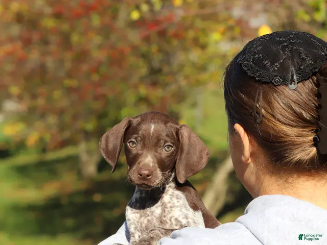 German Shorthaired Pointer dogs Annie - Ad 1
