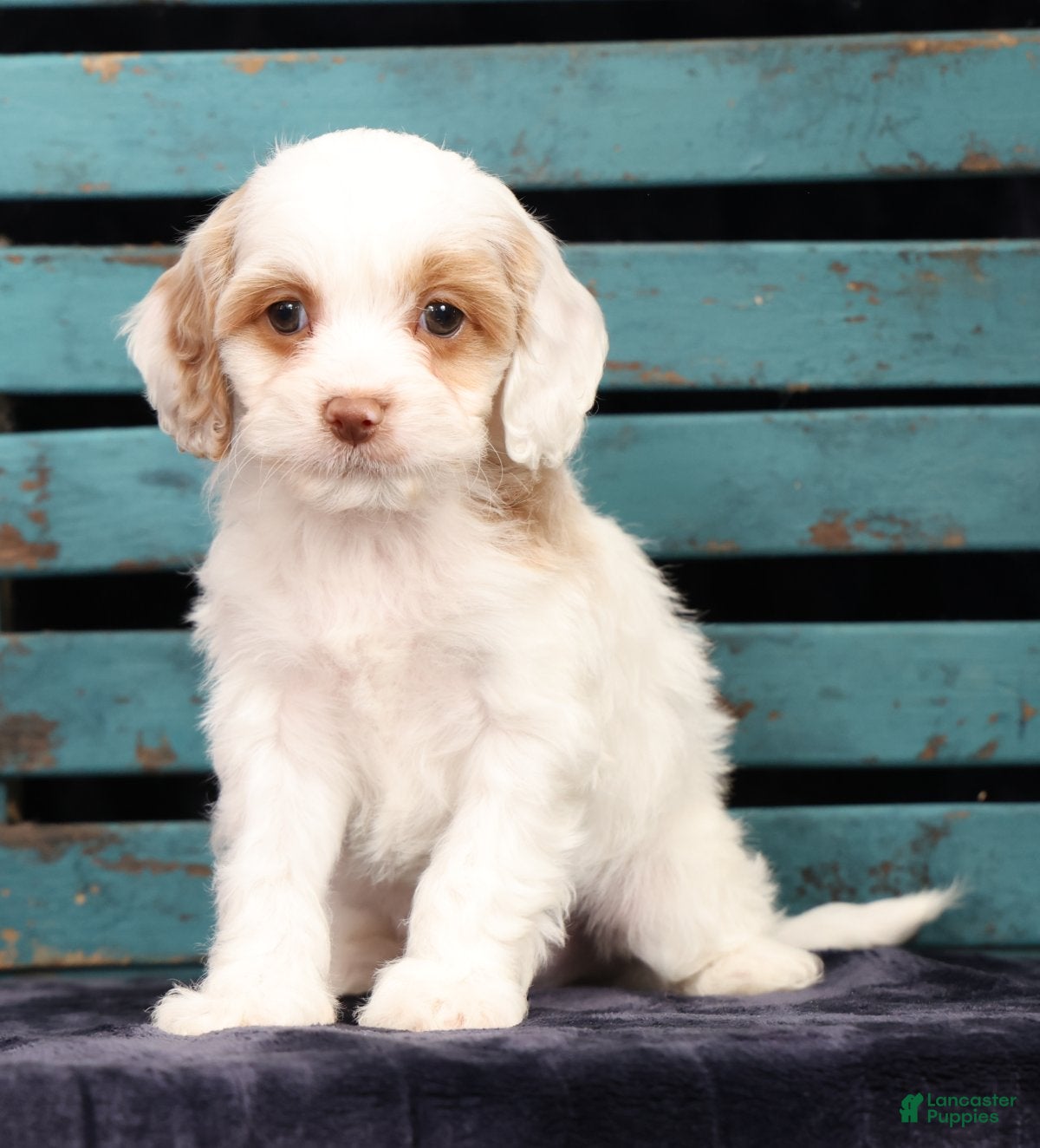 Cavapoo dogs Chase - Ad 2