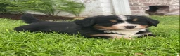 Bernese Mountain Dog dogs for sale: Hazel  - Ad 1