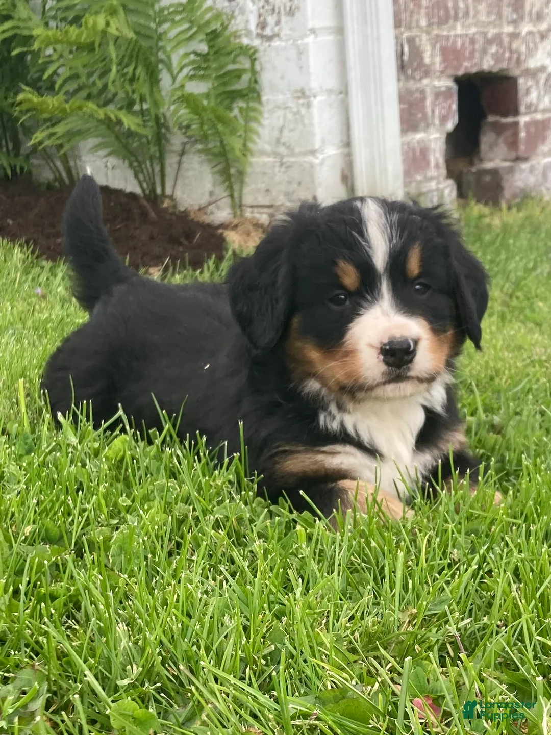 Bernese Mountain Dog dogs for sale: Hazel  - Ad 1
