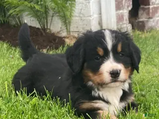 Bernese Mountain Dog dogs for sale: Hazel - Ad 4