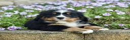 Bernese Mountain Dog dogs for sale: Ms. Beverly - Ad 4