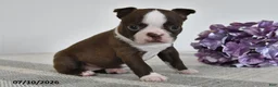 Boston Terrier dogs for sale: Gail - Ad 3