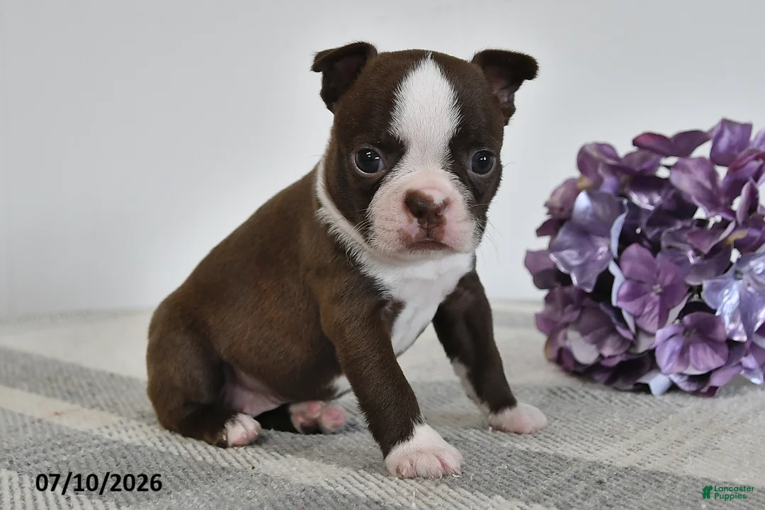Boston Terrier dogs for sale: Gail - Ad 3