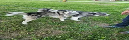 Mixed Breed dogs for sale: Sleepy - Ad 14