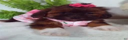 Shihpoo dogs for sale: Honey - Ad 4