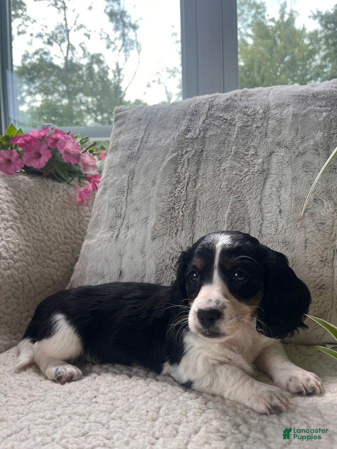 Miniature Dachshund dogs Laddie - Ad 2