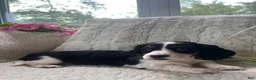 Miniature Dachshund dogs for sale: Laddie - Ad 2