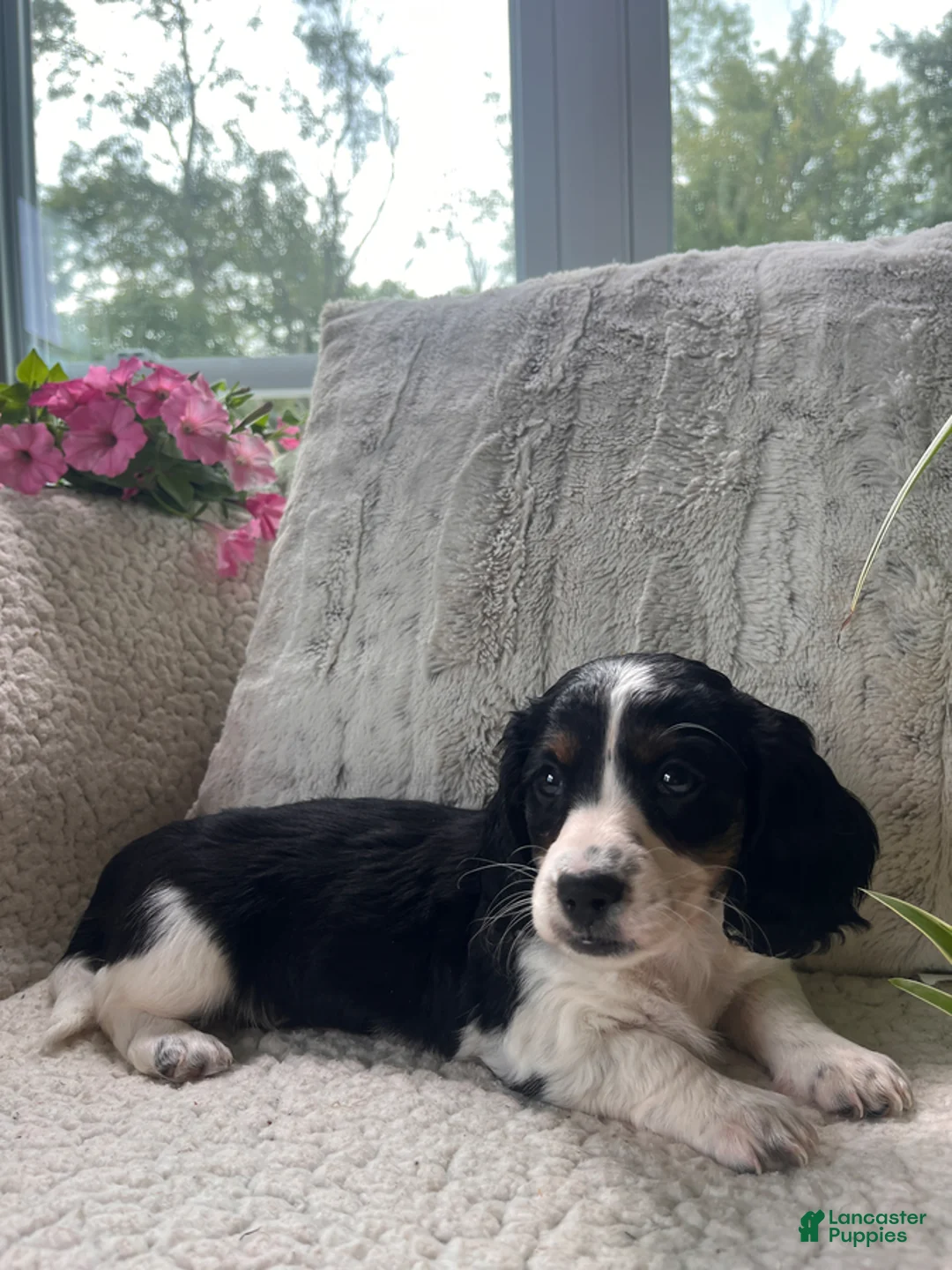 Miniature Dachshund dogs for sale: Laddie - Ad 2