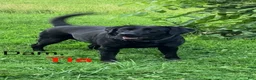 Labrador Retriever dogs for sale: Victory - Ad 11