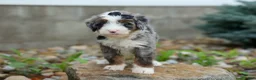 Mini Bernedoodle dogs for sale: 🐾 Meet Paxton 🐾 - Ad 6