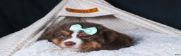 Miniature Australian Shepherd dogs for sale: SHADOW - Ad 11