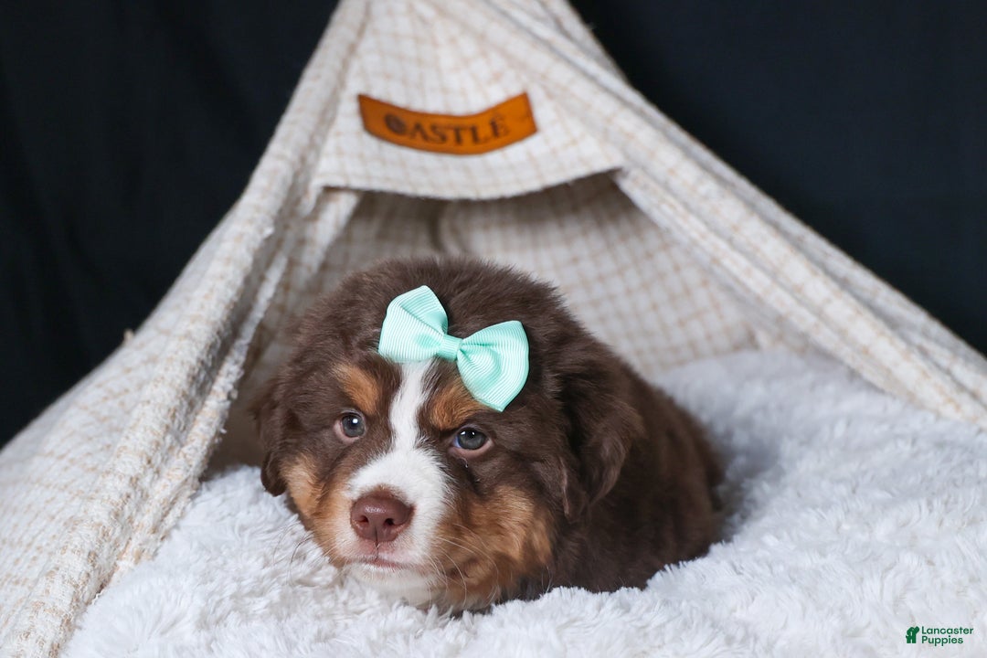 Miniature Australian Shepherd dogs for sale: SHADOW - Ad 11