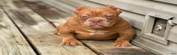 American Bully dogs for sale: Saweetie - Ad 3