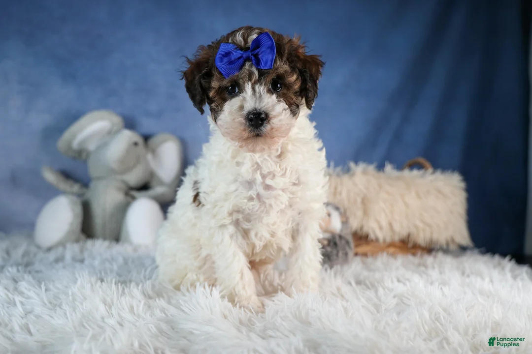 Havapoo dogs for sale: ELVIS - Ad 10