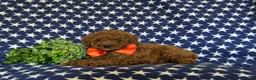 Miniature Poodle dogs for sale: Stanton - Ad 4