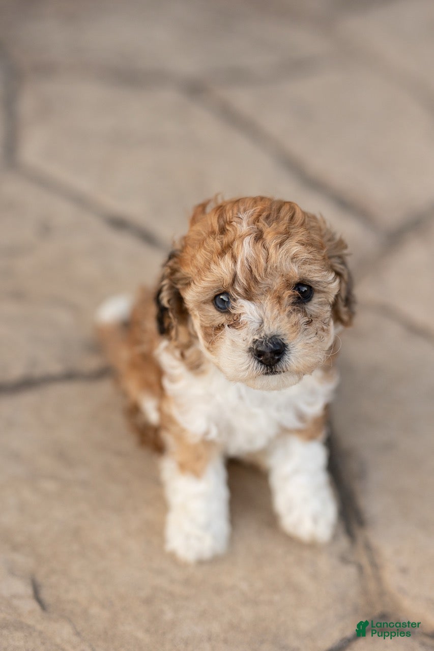 Bichpoo dogs for sale: Olive - Ad 1
