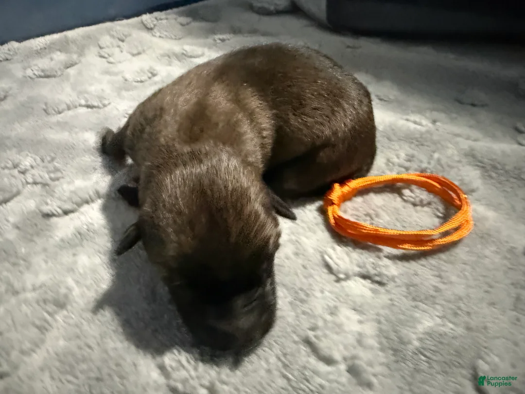 Belgian Malinois dogs for sale: Orange Collar - Ad 1