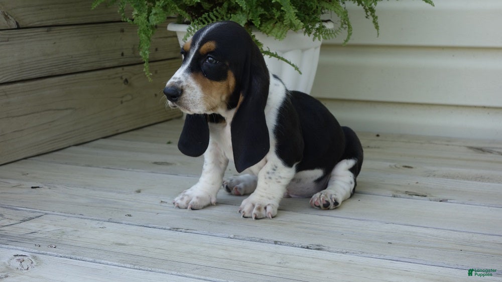 Basset Hound dogs Jax  - Ad 2