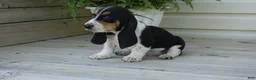 Basset Hound dogs for sale: Jax  - Ad 2