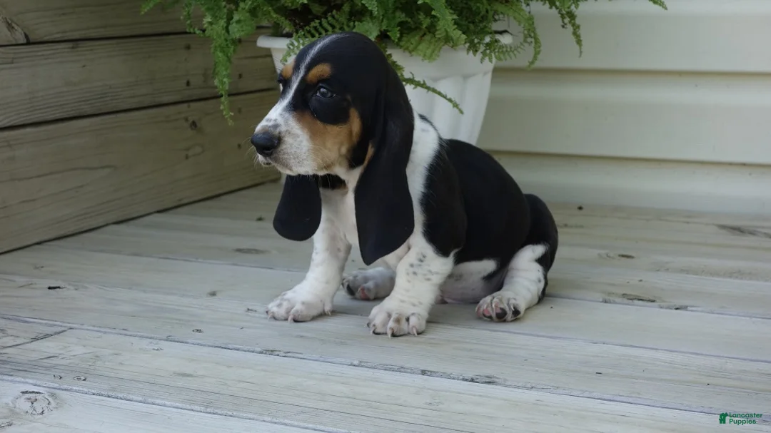 Basset Hound dogs for sale: Jax  - Ad 2