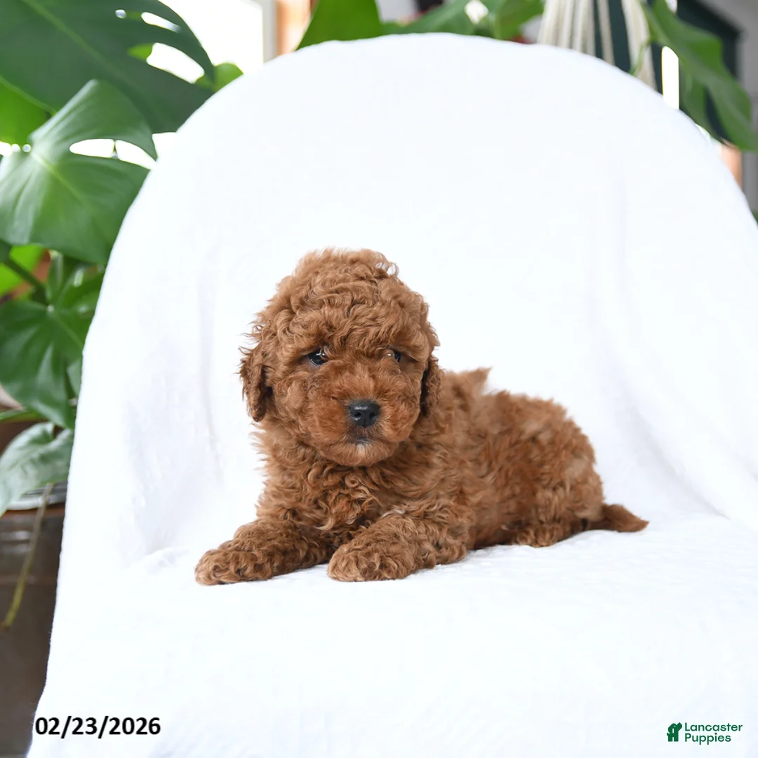 Mini Goldendoodle dogs for sale: Twister - Ad 3