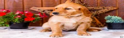 Golden Retriever dogs for sale: Violet - Ad 3