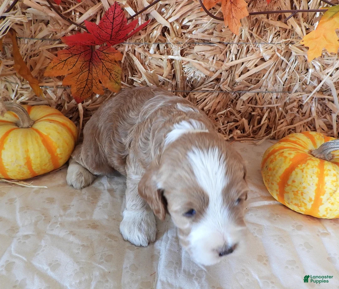 Cockapoo dogs for sale: #5 Male (Leslie's) - Ad 2