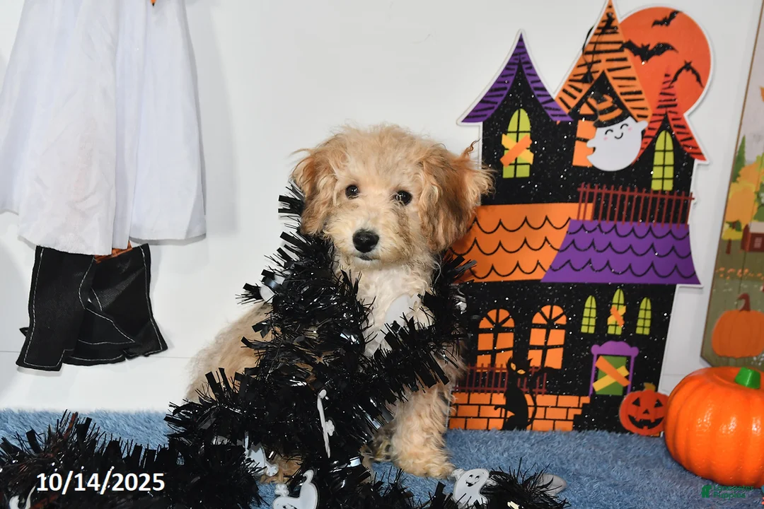 Bichpoo dogs for sale: Buster Brown - Ad 25