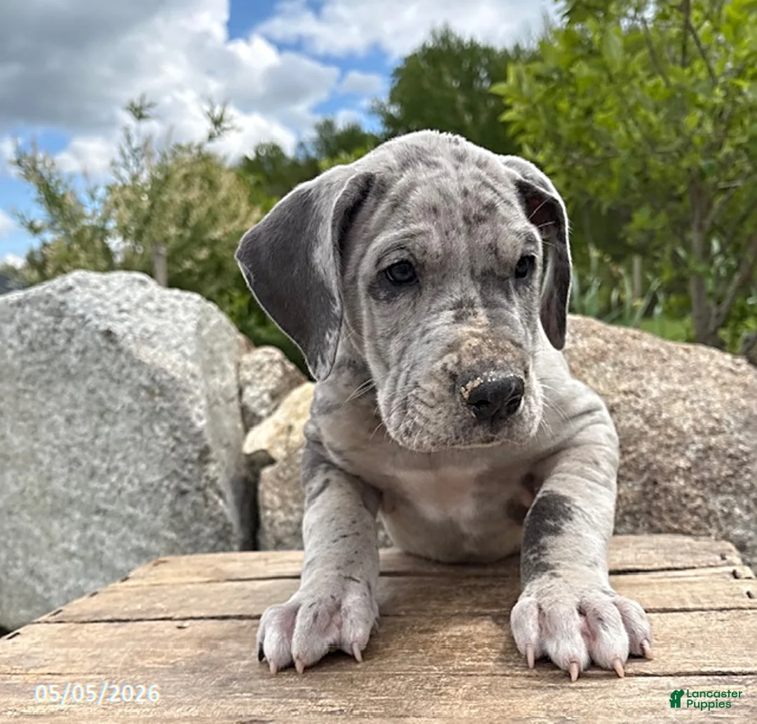 Great Dane dogs for sale: Theo - Ad 2