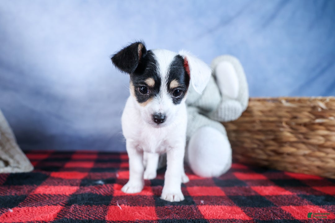 Chipoo dogs for sale: Kisses - Ad 15