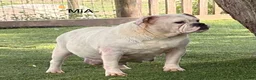 English Bulldog dogs for sale: Maverick - Ad 3