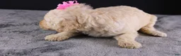 Standard Poodle dogs for sale: Dolly P - Ad 3