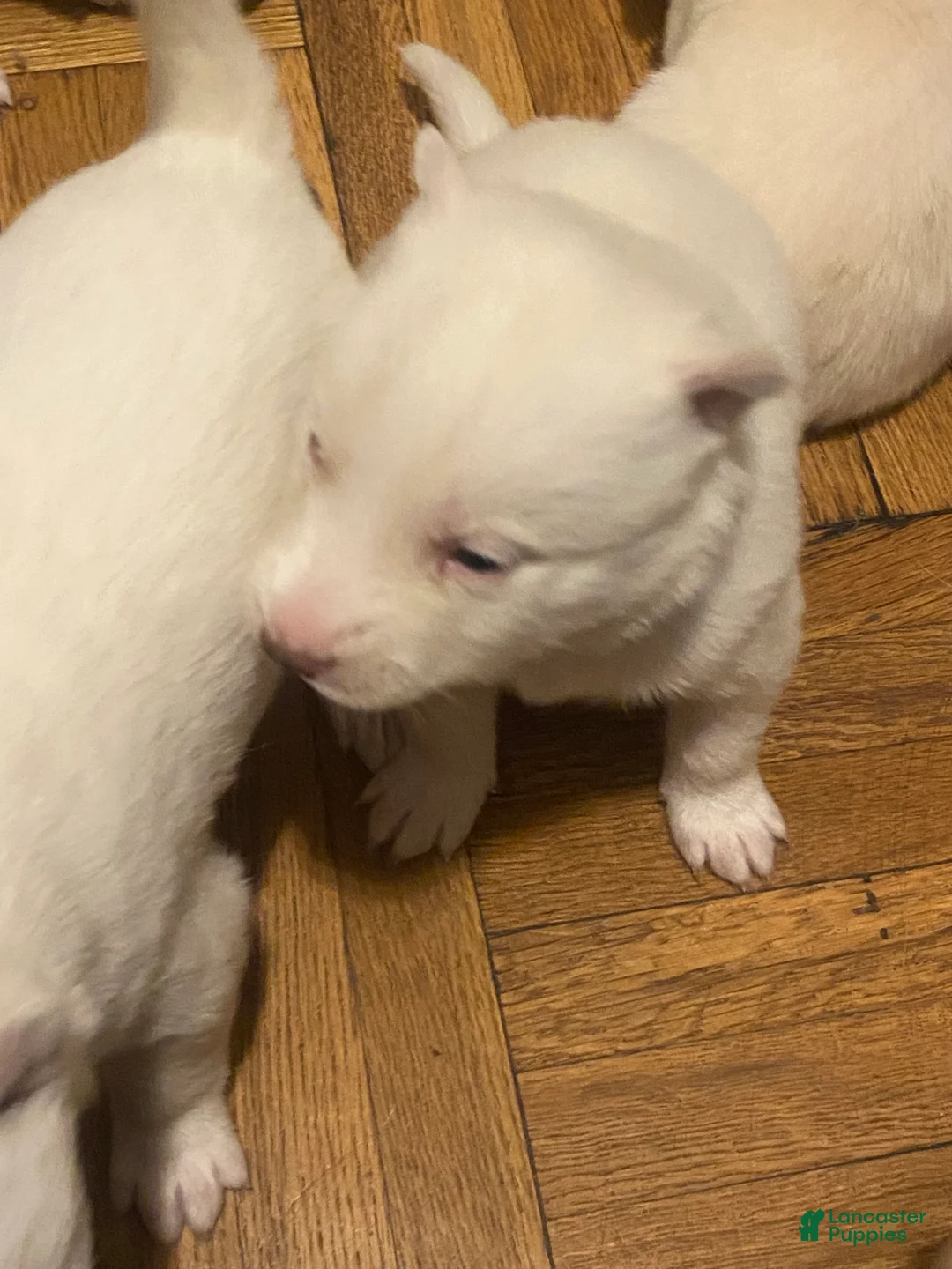 Siberian Husky dogs for sale: Jay - Ad 5