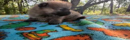 Pomeranian dogs for sale: Duke - Ad 7