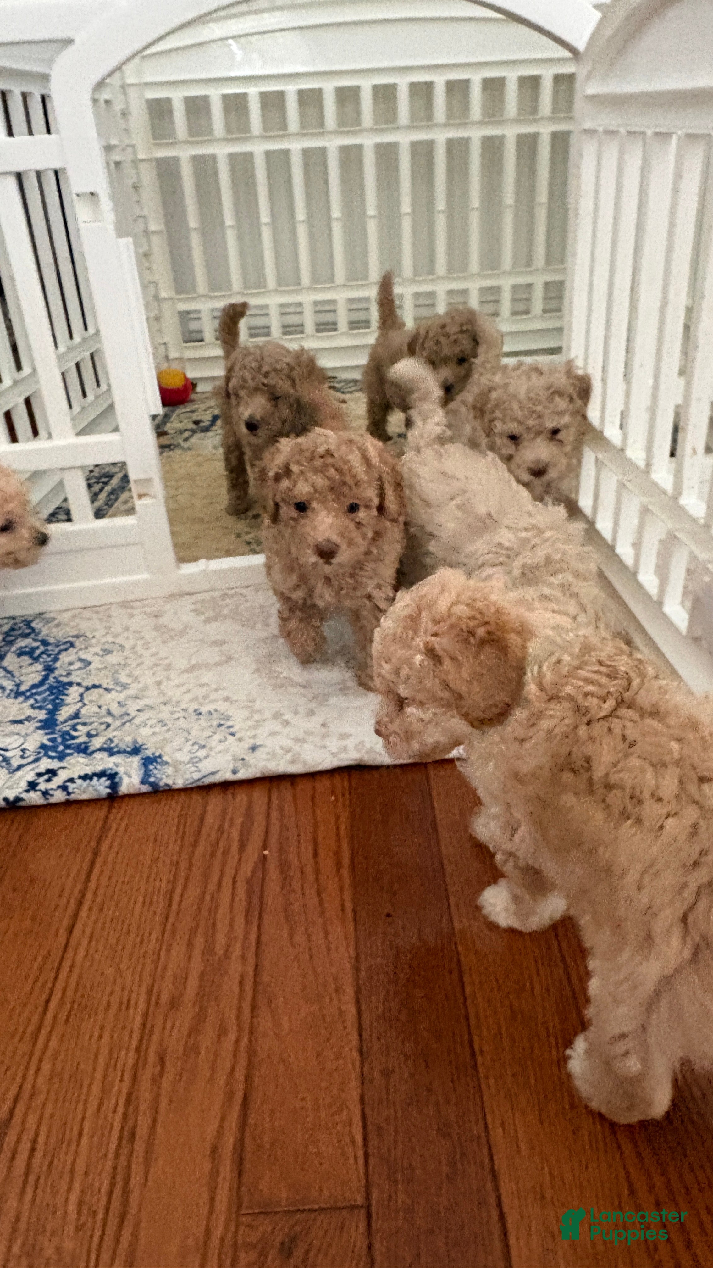 Miniature Poodle dogs Miniature Poodle 4 - Ad 1