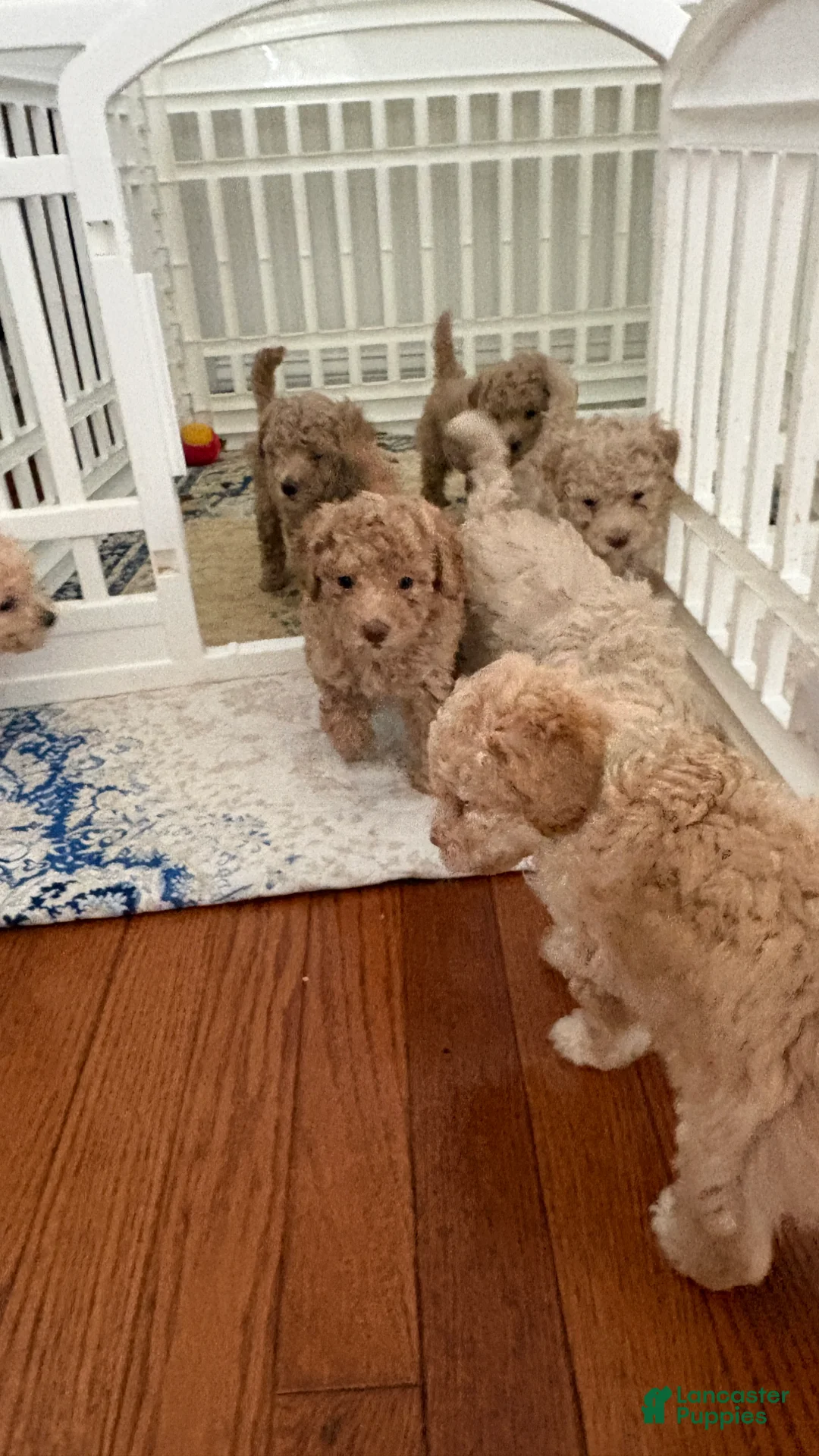 Miniature Poodle dogs for sale: Miniature Poodle 4 - Ad 1