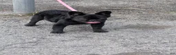 French Bulldog dogs for sale: Nova  - Ad 2