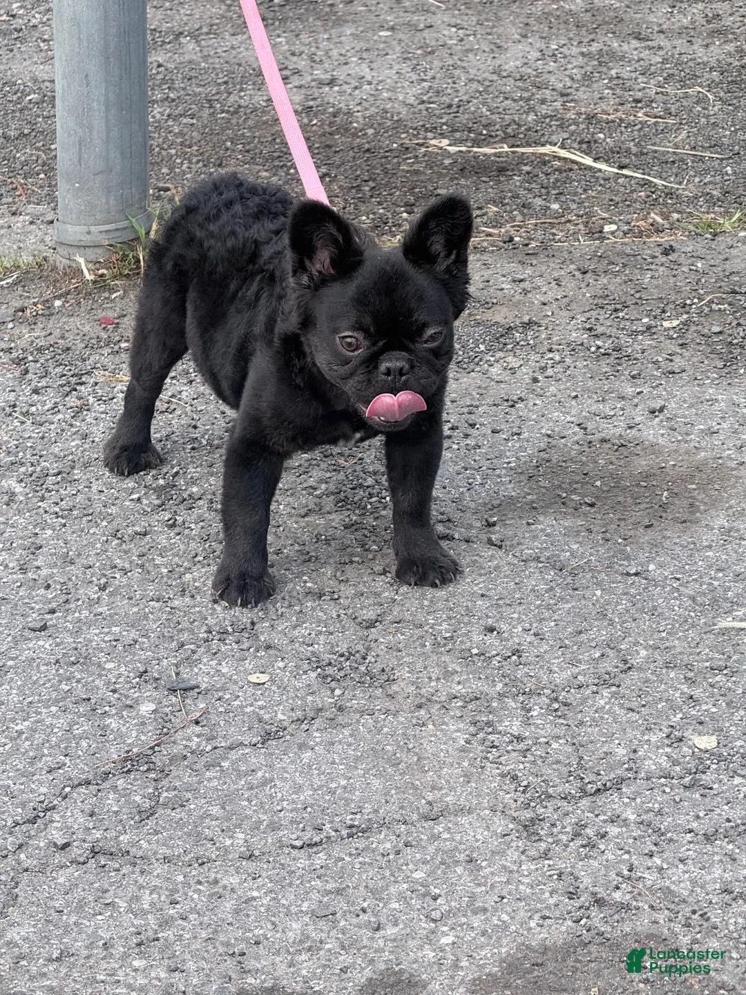 French Bulldog dogs for sale: Nova  - Ad 2